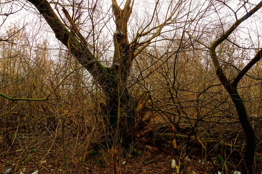 Имение Шамшевых на Кагальнике