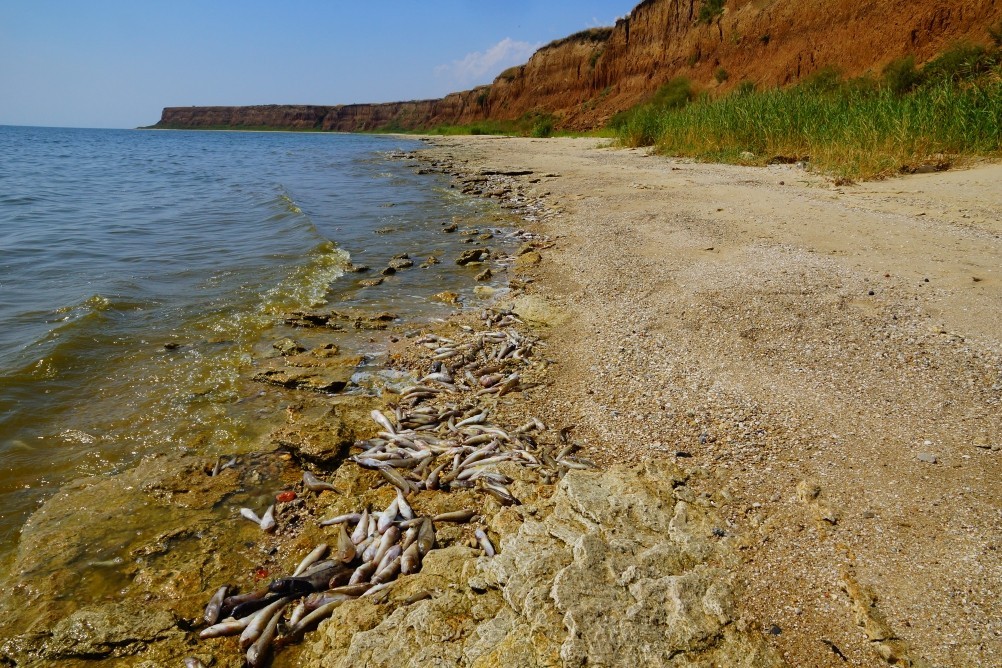 Хутор Рожок на азовском море рядом с которым обнаружены поселения людей каменного века. Замор бычка в азовском море Хутор Рожок на азовском море рядом с которым обнаружены поселения людей каменного века. Замор бычка в азовском море