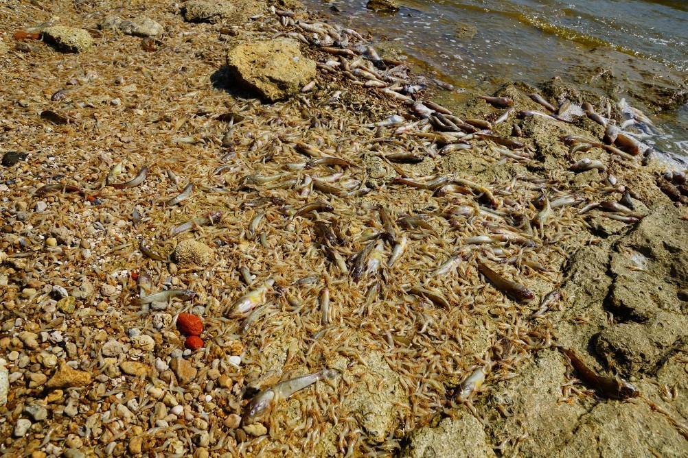 Хутор Рожок на азовском море рядом с которым обнаружены поселения людей каменного века. Замор бычка в азовском море Хутор Рожок на азовском море рядом с которым обнаружены поселения людей каменного века. Замор бычка в азовском море