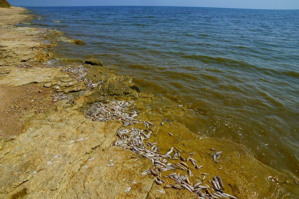 Хутор Рожок на азовском море рядом с которым обнаружены поселения людей каменного века. Замор бычка в азовском море Хутор Рожок на азовском море рядом с которым обнаружены поселения людей каменного века. Замор бычка в азовском море