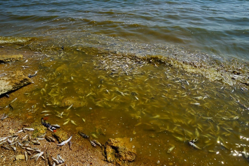 Хутор Рожок на азовском море рядом с которым обнаружены поселения людей каменного века. Замор бычка в азовском море Хутор Рожок на азовском море рядом с которым обнаружены поселения людей каменного века. Замор бычка в азовском море