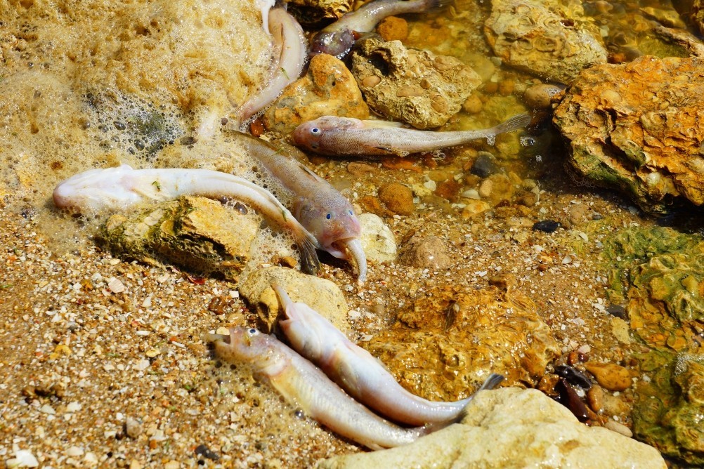 Хутор Рожок на азовском море рядом с которым обнаружены поселения людей каменного века. Замор бычка в азовском море Хутор Рожок на азовском море рядом с которым обнаружены поселения людей каменного века. Замор бычка в азовском море
