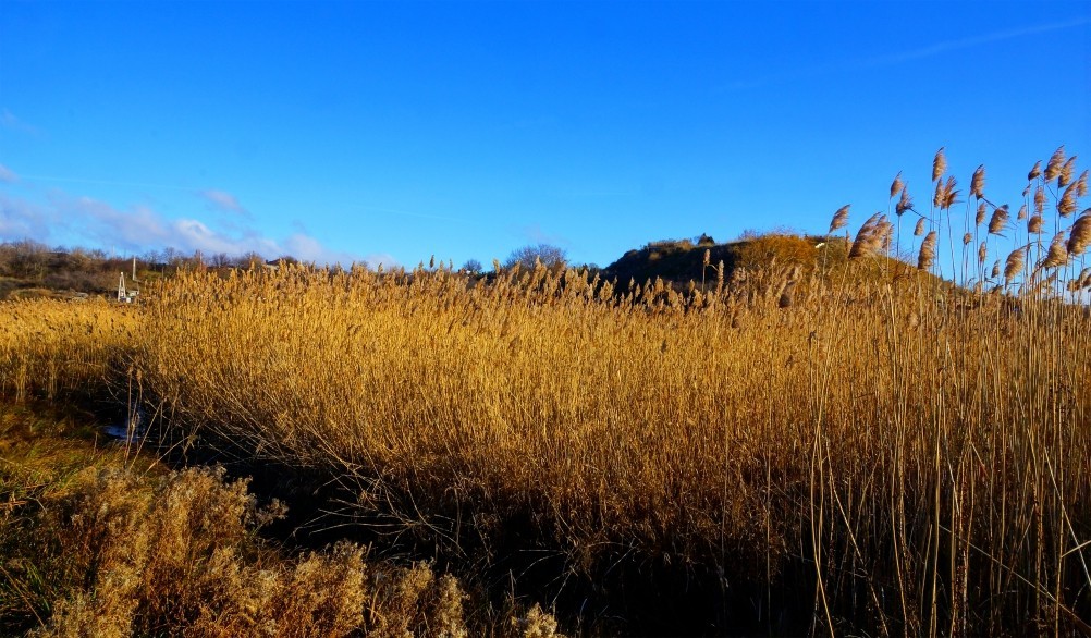 Противотанковые надолбы на рубежах обороны вокруг Ростова-на-Дону. Сухо-Чалтырьское городище. Противотанковые надолбы на рубежах обороны вокруг Ростова-на-Дону. Сухо-Чалтырьское городище.