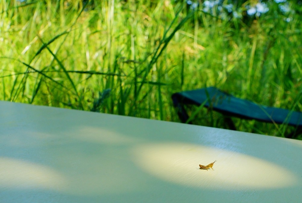 Место слияния Дона и Северского Донца у островов Куркин и Чебачий. Место слияния Дона и Северского Донца у островов Куркин и Чебачий.