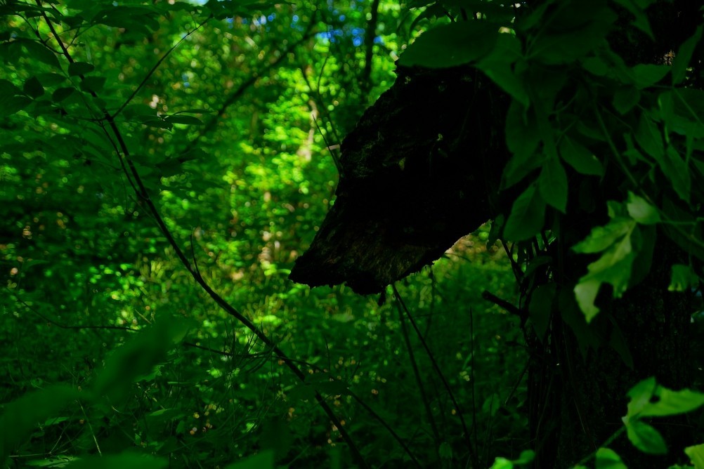 Место слияния Дона и Северского Донца у островов Куркин и Чебачий. Место слияния Дона и Северского Донца у островов Куркин и Чебачий.