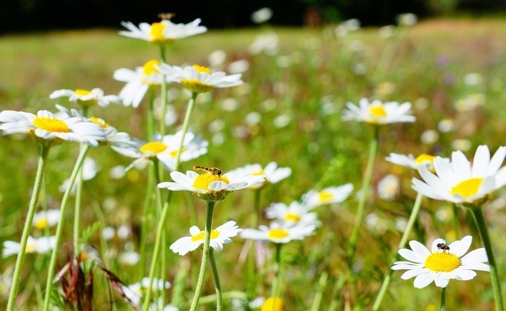 Место слияния Дона и Северского Донца у островов Куркин и Чебачий. Место слияния Дона и Северского Донца у островов Куркин и Чебачий.