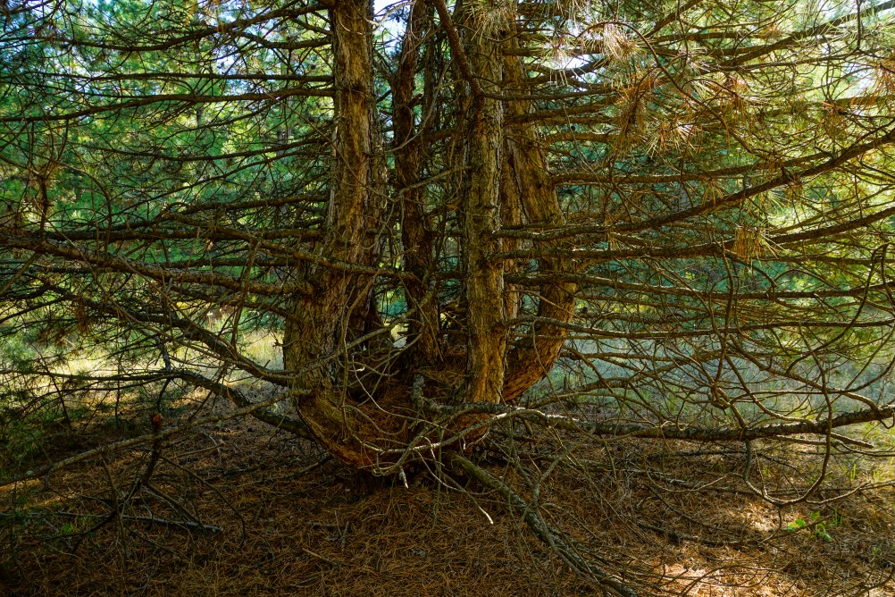 За грибами на берега Быстрой