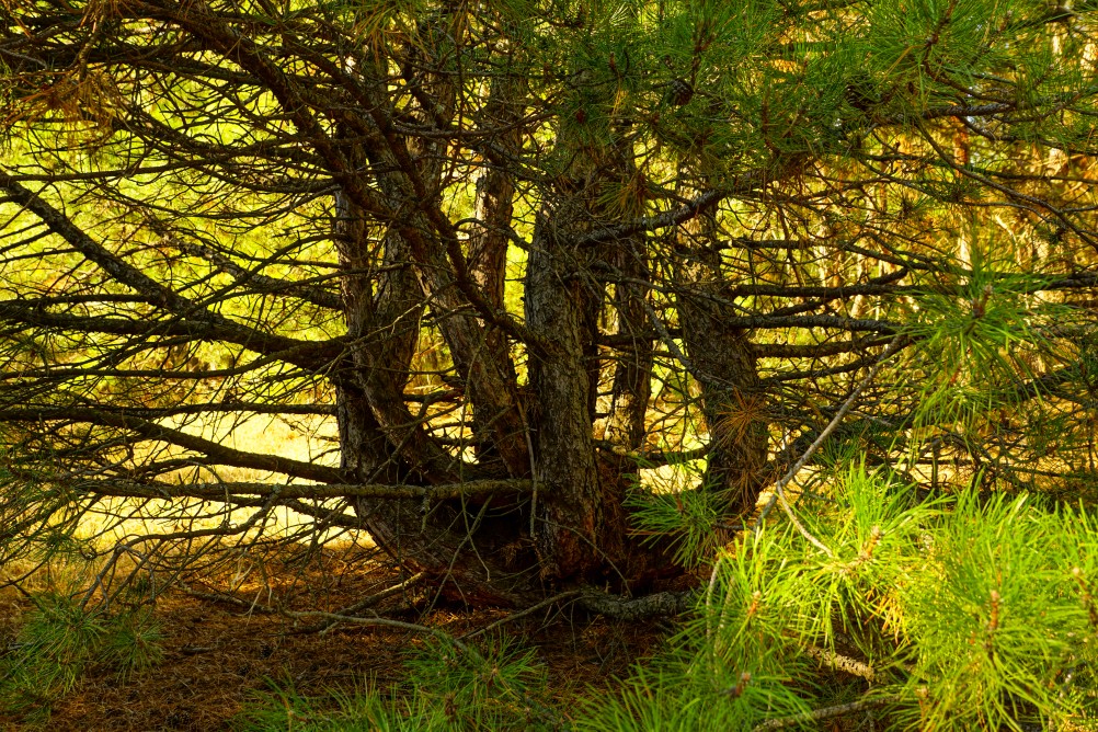 За грибами на берега Быстрой