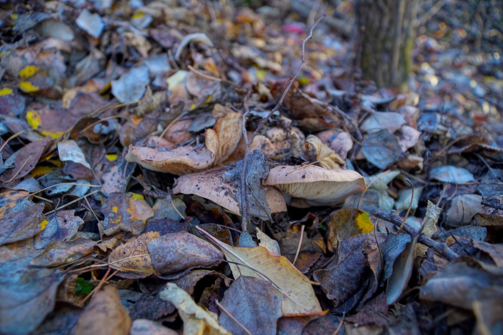 За грибами на берега Быстрой