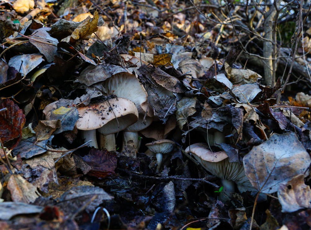 За грибами на берега Быстрой