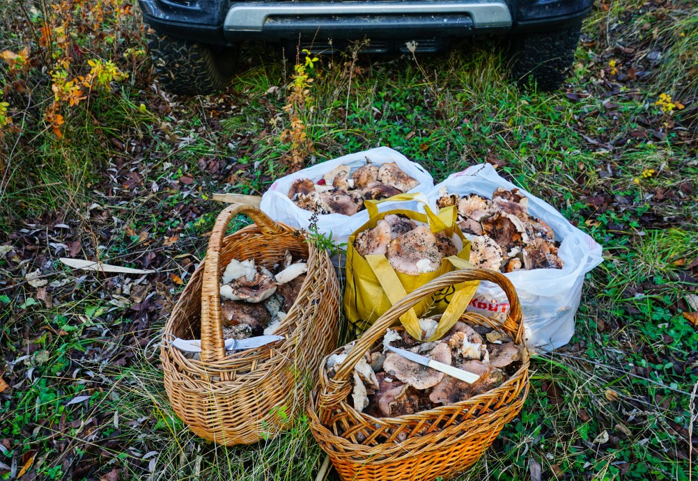 За грибами на берега Быстрой