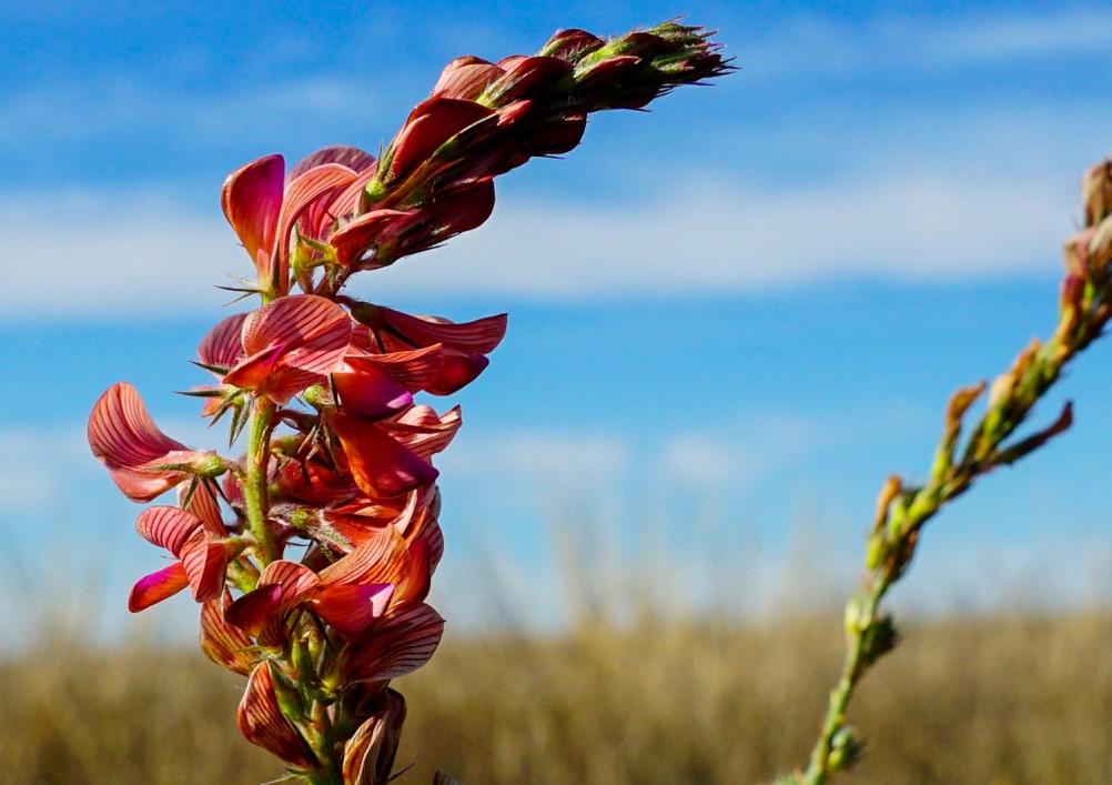 За грибами на берега Быстрой