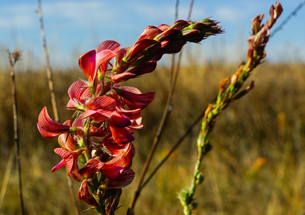 За грибами на берега Быстрой