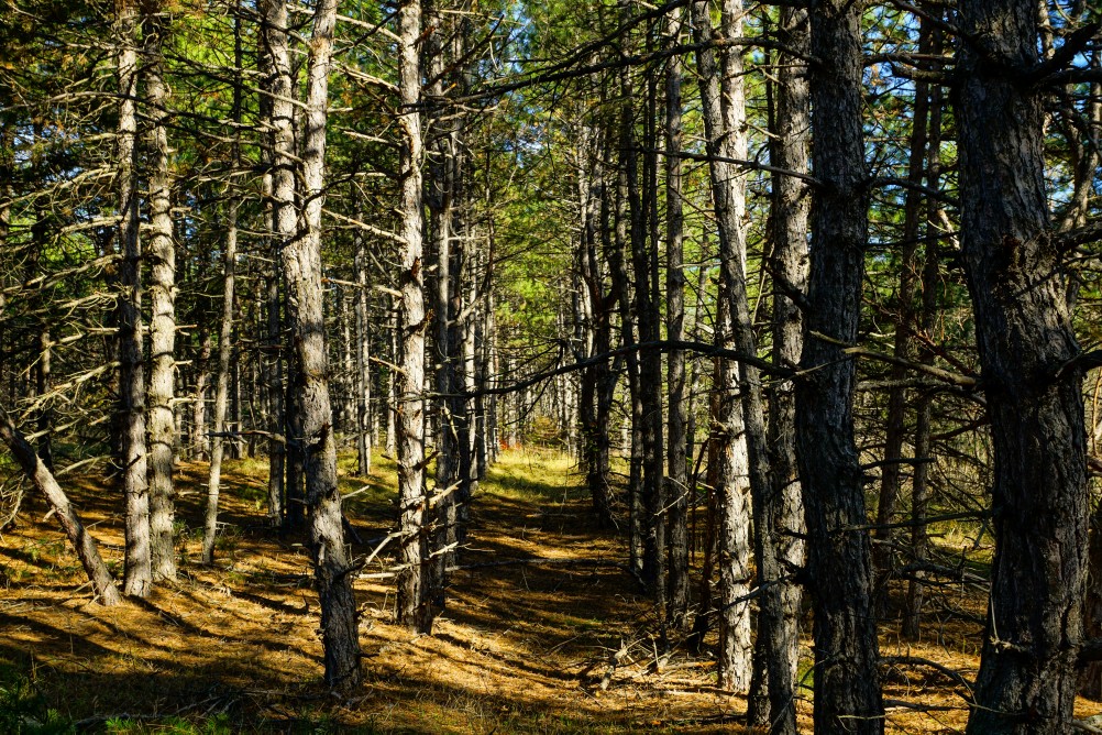 За грибами на берега Быстрой