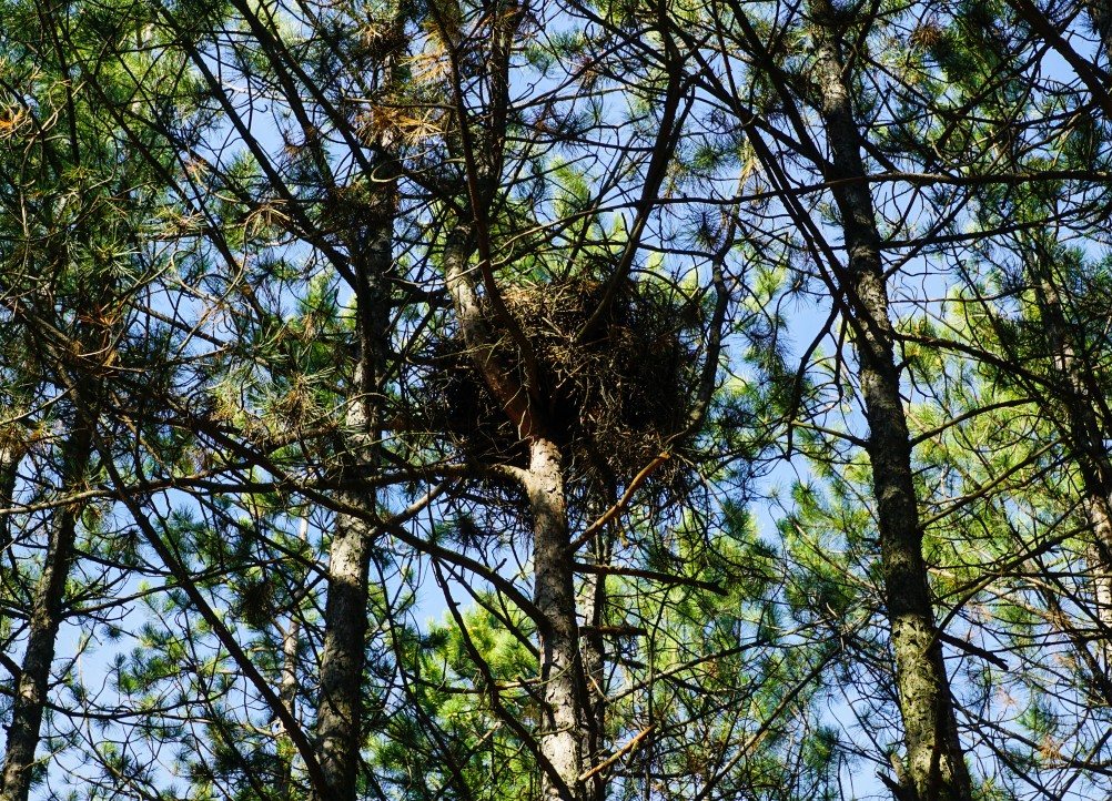 За грибами на берега Быстрой