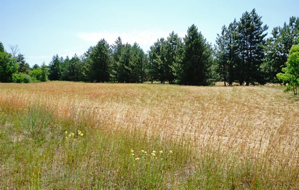 В лесах и песках на Северском Донце у хутора Наумов