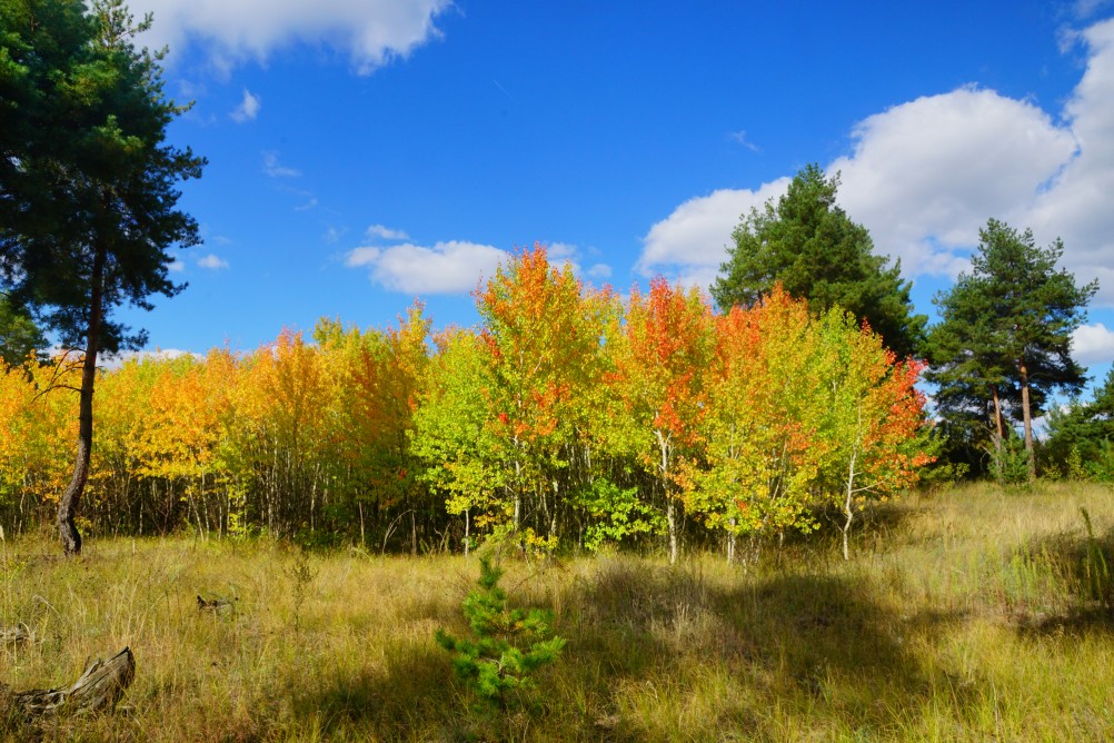 Осень в Бородиновском лесу