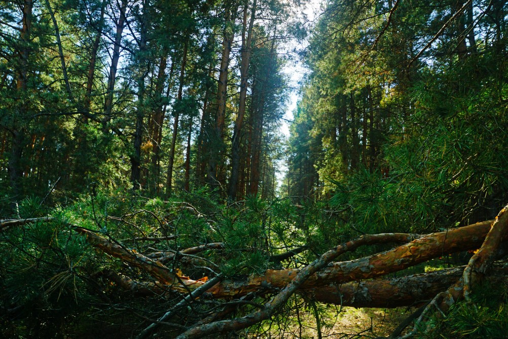 Большинский лес на Калитве