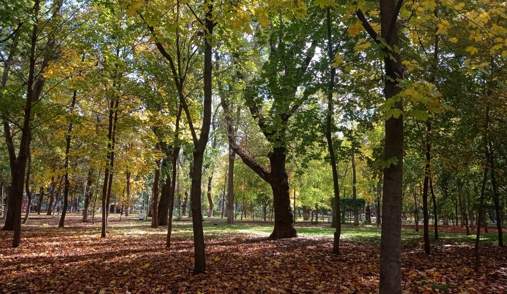 Осень в парке им. Н. Островского