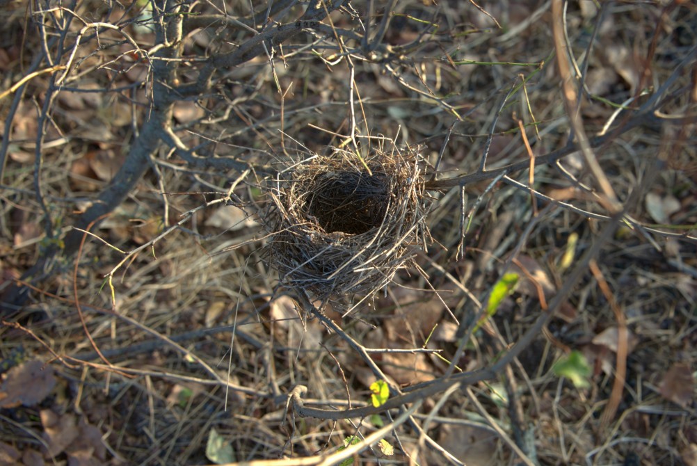 Гнездо